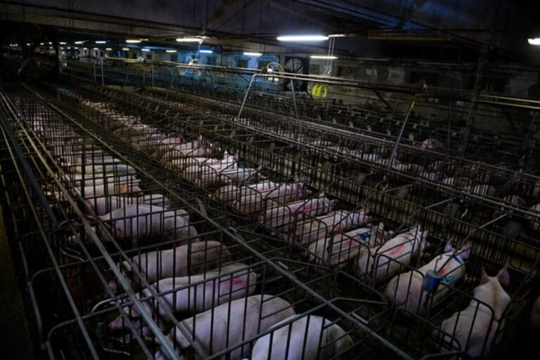 La peste porcina no es la amenaza, es el síntoma -- Javier Guzmán